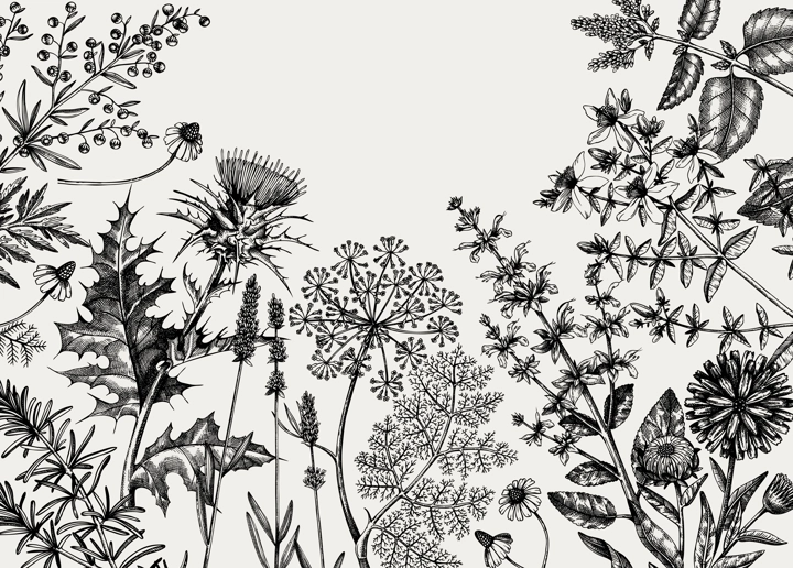 Hand-sketched herbs, flowers, weeds, meadows background. Medicinal plants vintage frame. For herbal medicine, tea ingredients, packaging or banner. Medicinal herbs design.